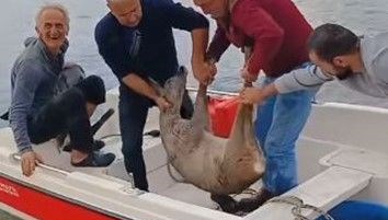 Hopalı Balıkçılar Denizde Yakaladı! Hemen Ormanlık Alana Bırakıldı