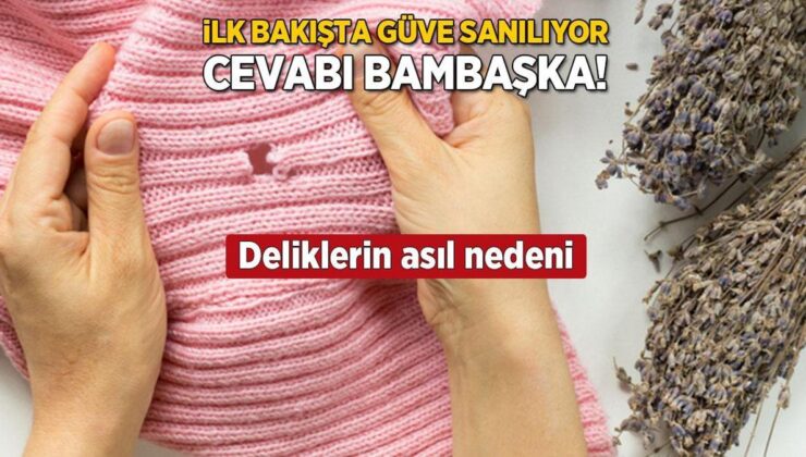 İlk Bakışta Güve Sanılsa da Gerçek Bambaşka! Kıyafetteki Deliklerin Nedeni Bakın Neymiş