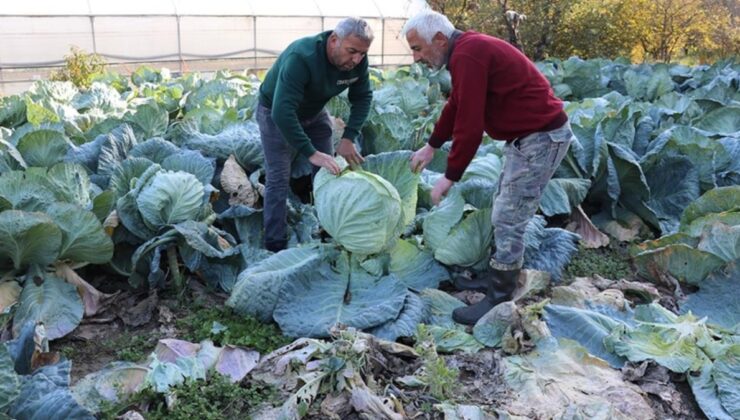 Karabük’te Eskipazar Lahanasından 1.300 Ton Rekolte Bekleniyor