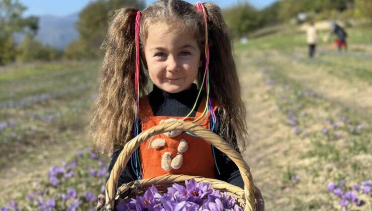 Karabük’te Safran 450 Bin TL’den Satılacak