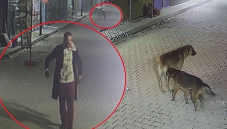 Kedileri 3 Sokak Köpeğine Parçalattığı İddia Edilen Şüpheli Yakalandı