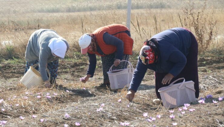 Kilosu 250 Bin Liradan Başlıyor! Kanserden Kalp Hastalıklarına Kadar Derman Olmadığı Dert Yok: Köylüler Tek Tek Elleriyle Topluyor