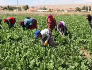 Kırsal Alanlarda Çalışan Kadınların Emekleri Görmezden Geliniyor!