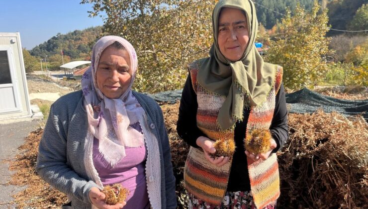 Kuyulardan Çıkarıldı, 15 Gün Sonra Tezgahta: Lezzetine Doyum Olmuyor