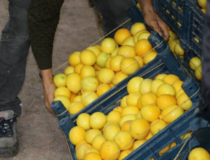 Limonda Hal-Market Makası 10 Katı Aştı