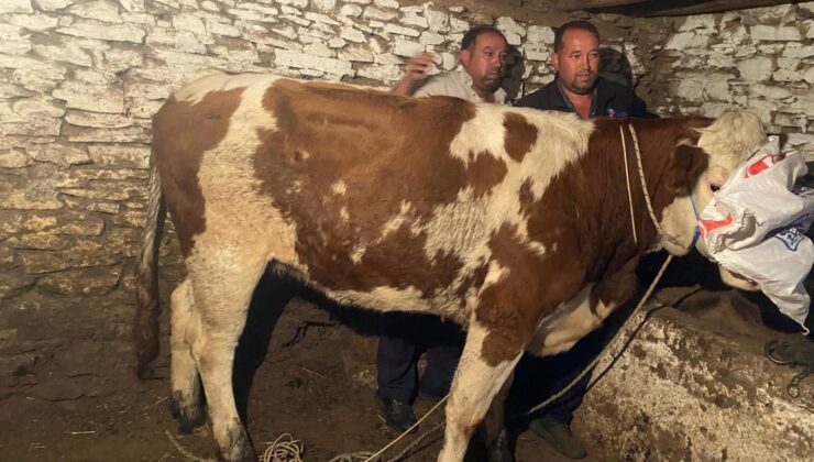 Manisa’da Firari İnek 42 Gün Sonra Yakalandı