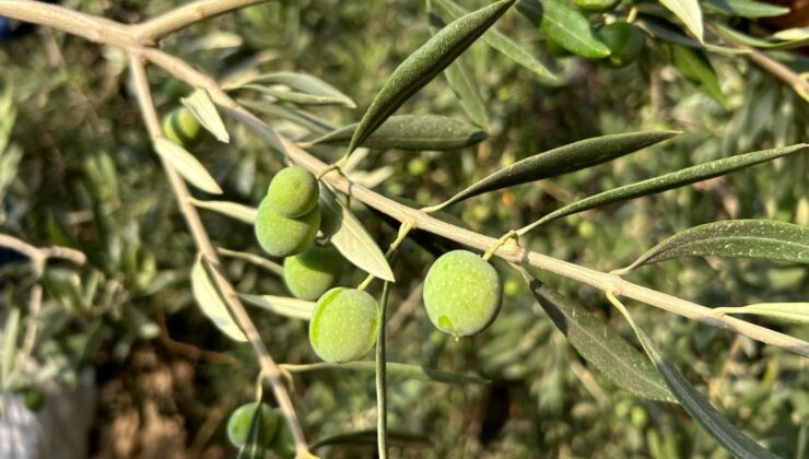 Marmarabirlik Zeytin Alım Fiyatlarını Açıkladı