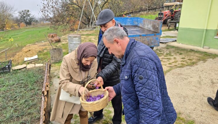 Mucize Bitkinin Hasadında Sona Gelindi: Kilosu 450 Bin TL’den Satışa Çıkacak! Dünyanın En Değerlisi