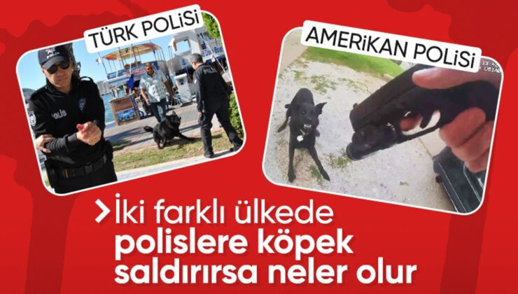 Muğla’da 29 Ekim Kutlamalarında Köpek Polislere Saldırdı