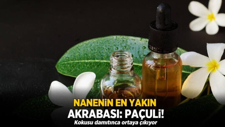 Nanenin Akrabası ‘Paçuli’! Kokusu Damıtınca Ortaya Çıkıyor