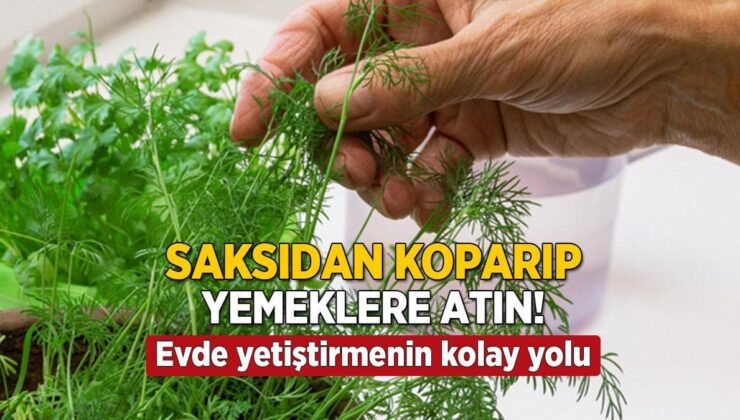 Saksıdan Koparıp Yemeğe Atın! Dışarıdan Alma Evresi Bitti, Evde Yetiştirilebiliyormuş