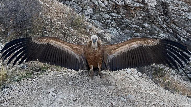 Şırnak’ta Bulundu! Tedavisi Tamamlanınca Tabiata Salındı