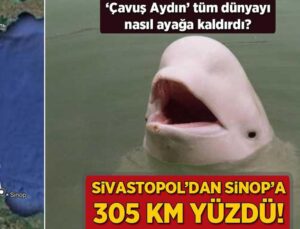 Sivastopol’dan Sinop’a 305 Km Yüzdü! ‘Çavuş Aydın’ Tüm Dünyayı Nasıl Ayağa Kaldırdı?