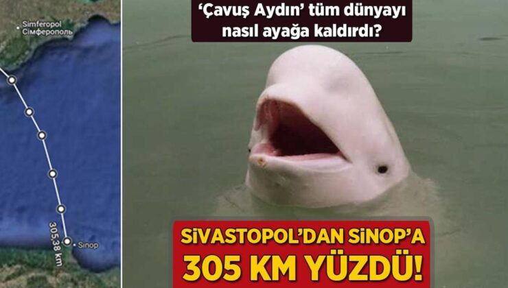 Sivastopol’dan Sinop’a 305 Km Yüzdü! ‘Çavuş Aydın’ Tüm Dünyayı Nasıl Ayağa Kaldırdı?