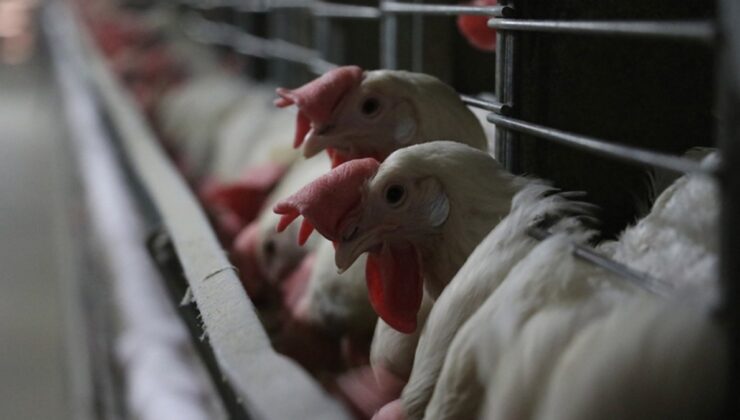 Tarım Bakanlığı’ndan Kuş Gribi Açıklaması: Tüm Önlemler Alındı