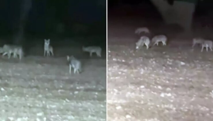 Tarlasını Süren Çiftçi, Bir Anda Kurt Sürüsünün Arasında Kaldı