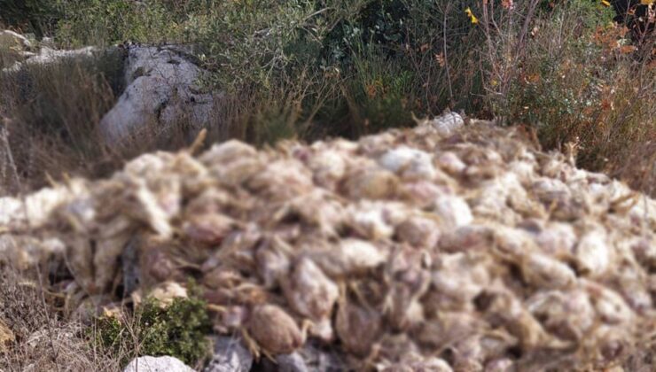 Tarsus’ta Boş Arazide Yüzlerce Ölü Tavuk Bulundu: İnceleme Başlatıldı