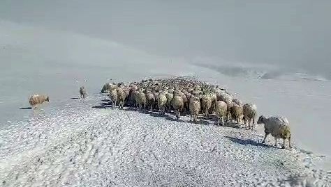 Tipiye Yakalanan İki Eşek ve 350 Koyun Donarak Öldü