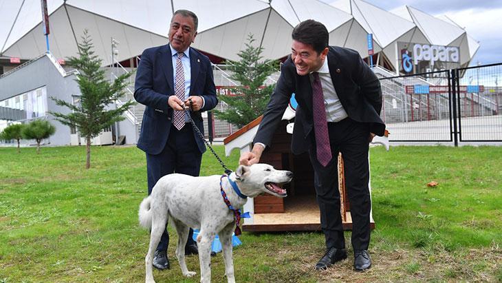 Trabzonspor, Fenerbahçe Maçından Önce Alana Giren Köpeği Sahiplendi!