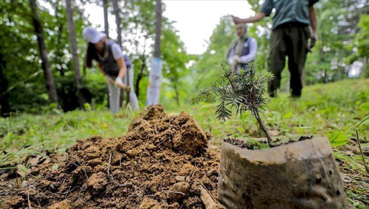 Ulaştırma Projeleri Kapsamında 96,7 Milyon Fidan Toprakla Buluşturuldu