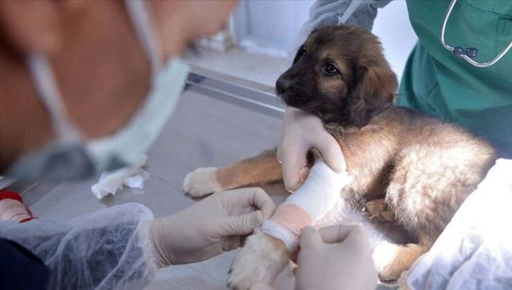 Veteriner Tıbbi Ürünlerin Satış ve Kullanımına İlişkin Değişiklikler Resmi Gazete’de Yayımlandı