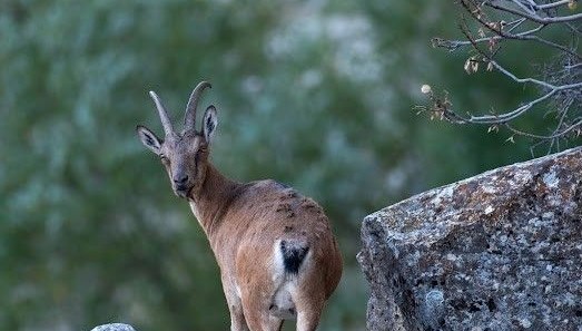 Yaban Keçileri Munzur Dağı’nda Drone Kameralarına Yansıdı