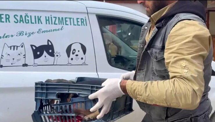 Yaralı Köpeğe Zabıta Ekiplerinden Destek