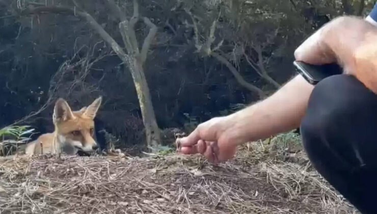 Yayladaki Evinin Önüne Gelen Tikliyi Etle Besledi