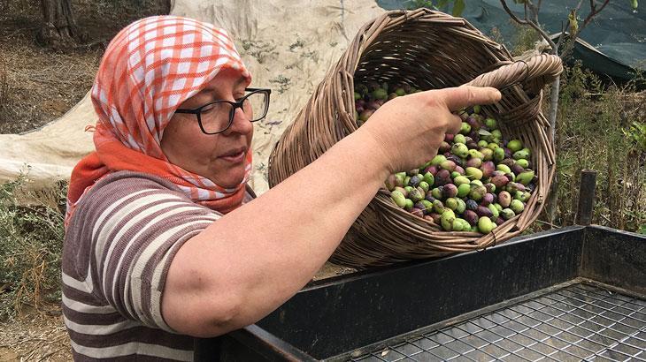  Zeytin Hasadı Başladı: Günlük 3 Bin Liraya Çalışacak İşçi Bulunamıyor