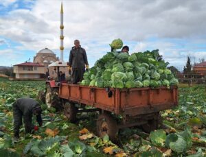 Bafra Ovası’nda Beyaz Lahanada 135 Bin Ton Rekolte Bekleniyor