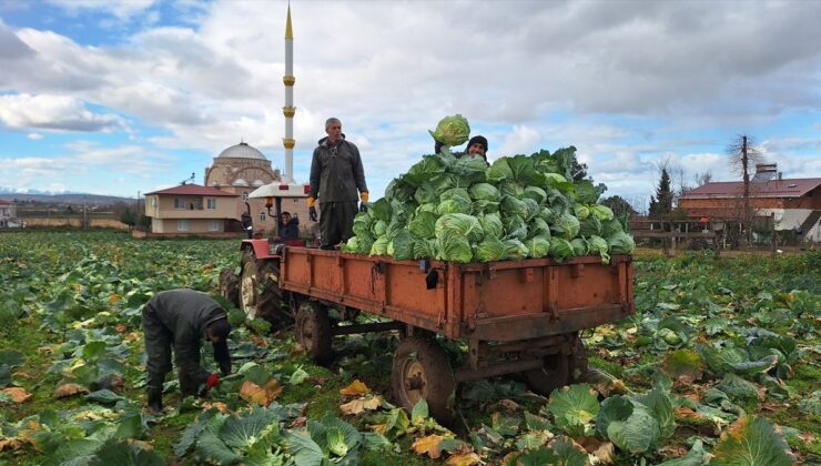 Bafra Ovası’nda Beyaz Lahanada 135 Bin Ton Rekolte Bekleniyor