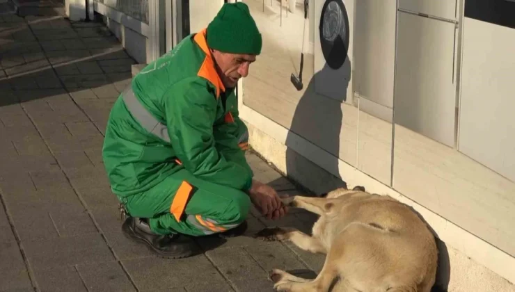 Belediye Çalışanının Köpekle Keyifli Vakit Geçirmesi İçleri Isıttı