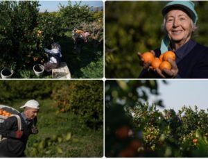 İzmir’de Bu Yıl Gümüldür Mandalinası Kolunda Satıldı