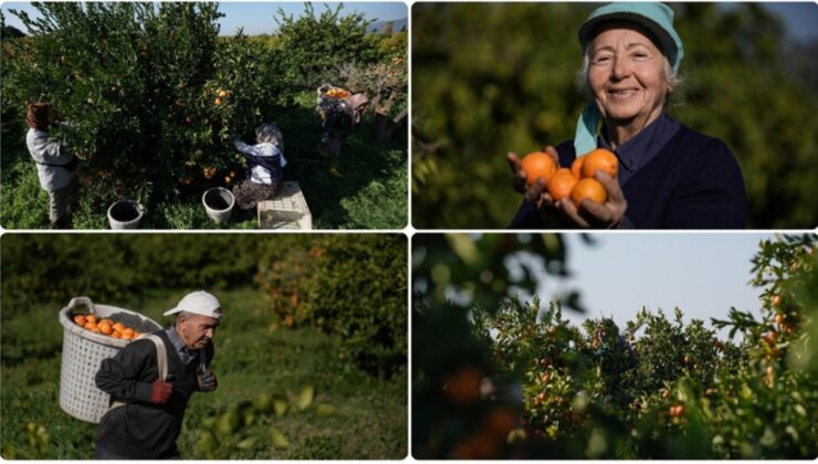 İzmir’de Bu Yıl Gümüldür Mandalinası Kolunda Satıldı