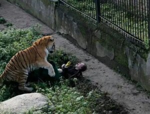 Kadın Bakıcı, Ziyaretçilerin Gözü Önünde Kaplanın Saldırısına Uğradı