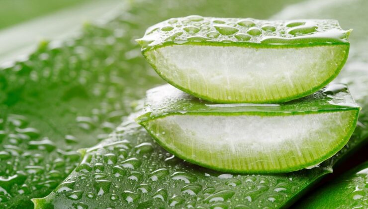 Neden Düzenli Olarak Aloe Vera Yemelisiniz? En Çok Aranan Doğal Kaynak