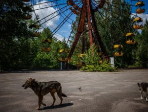 Tarihin En Kötü Nükleer Felaketinden Sağ Çıkmak: Çernobil Köpekleri