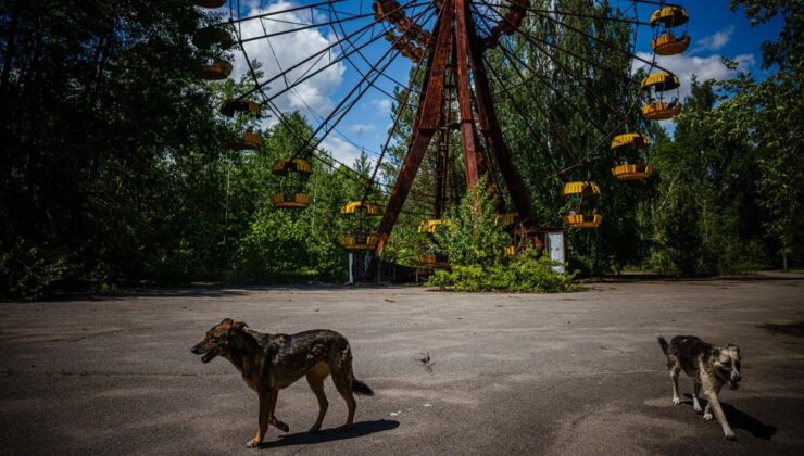 Tarihin En Kötü Nükleer Felaketinden Sağ Çıkmak: Çernobil Köpekleri