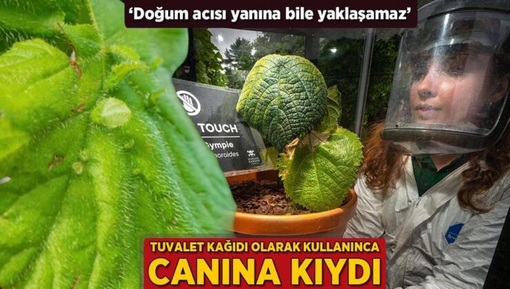 Tuvalet Kağıdı Olarak Kullanınca Canına Kaydı! ‘Doğum Acısı Yanına Bile Yaklaşamaz’