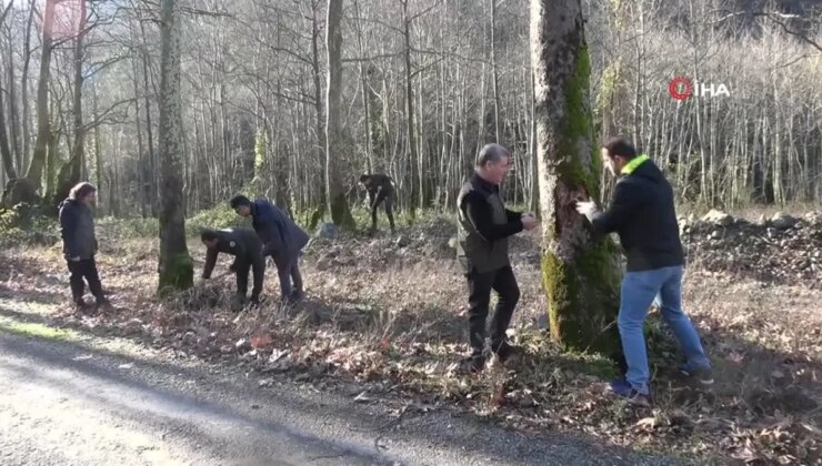 Yalova’da Çınar Ağaçlarını Kurutan Hastalığa Karşı Araştırmalar Devam Ediyor