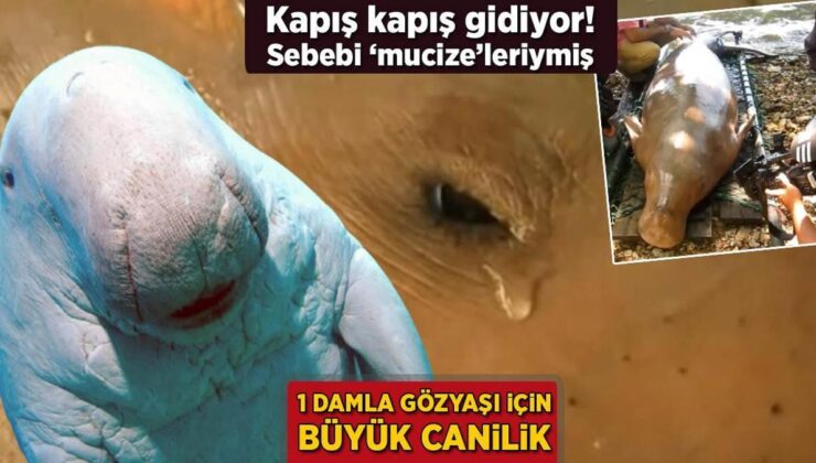 1 Damla Gözyaşı İçin Büyük Canilik! Kapış Kapış Gidiyor, Sebebi ‘Mucize’leriymiş