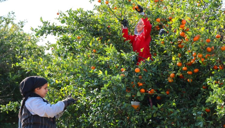 Adana’dan Dünyaya Satılıyor: Kısmında Fiyatı 17 Lira