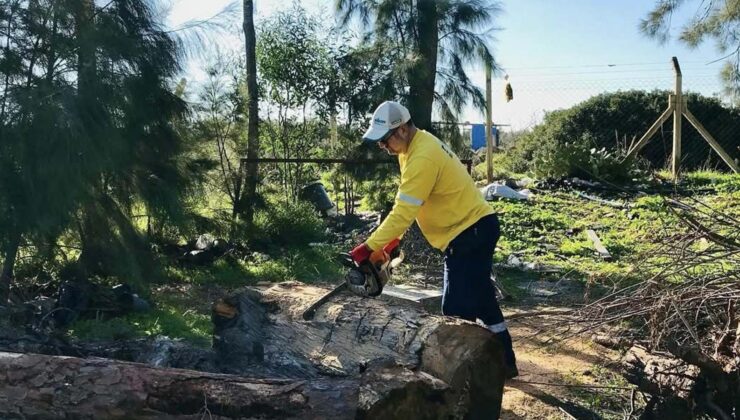 Didim’de Budanan Ağaçlar, İhtiyaç Sahiplerine Yakacak Oluyor