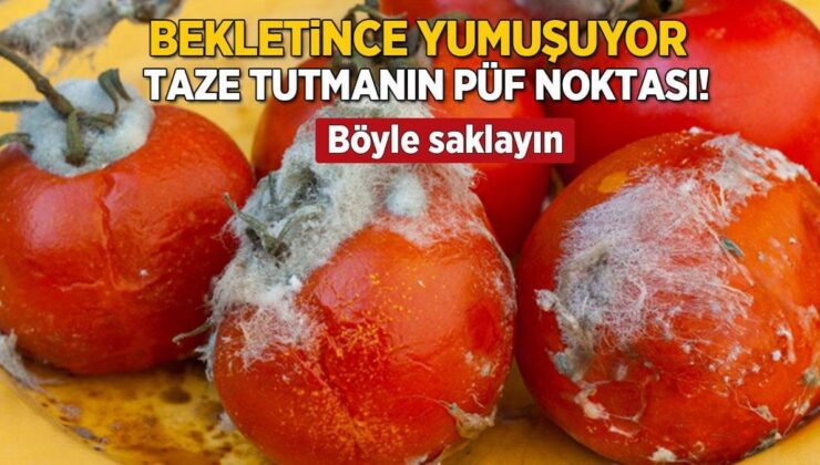 Domatesi Taze Tutmanın Püf Noktası Odun Külüymüş! Temas Bile Etmiyor, Asla Yumuşamayacak