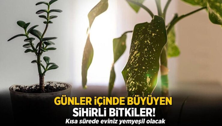 Günler İçinde Büyüyen Sihirli Bitkiler! Kısa Sürede Meskeniniz Yemyeşil Olacak