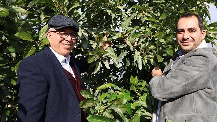 Hukuk Profesörü ile Doktor Ata Topraklarında 30 Ton Avokado Üretiyor