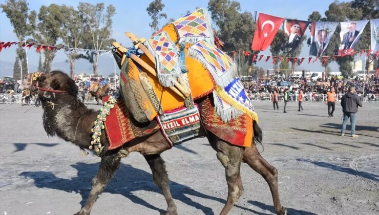 İncirliova’da 38. Deve Güreşleri Şenliği Coşkuyla Gerçekleşti