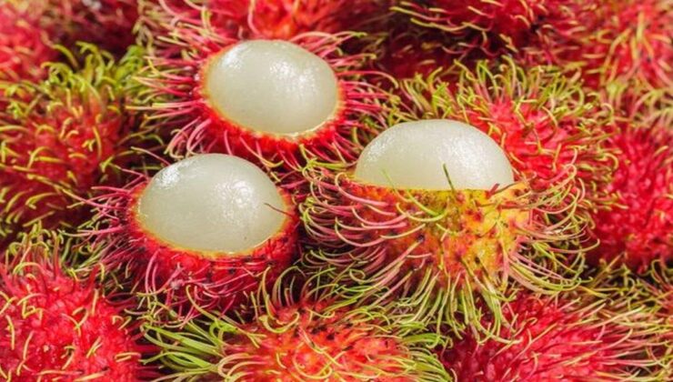 Tropik Mucize: Rambutan