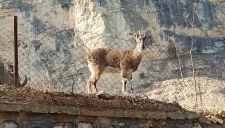 Tunceli’de Bir Şoförün Yola Yaklaşan Dağ Keçileriyle Diyaloğu Gülümsetti