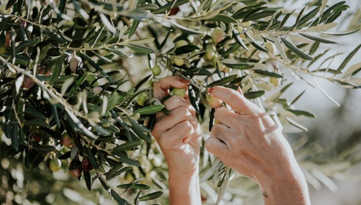 Zeytin Yaprağı Özütü Sağlığınızı Nasıl Güzelleştirebilir? Bu Faydaları Çok Az Biliniyor